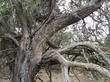 Here is a very old specimen of Juniperus californica, California Juniper, in San Luis Obispo county, California.  - grid24_24