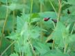 Scrophularia atrata, Bumble Bee Plant - grid24_3
