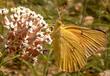 Asclepias fascicularis, Narrow-leaf milkweed with Dogface butterfly - grid24_3