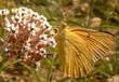 Asclepias fascicularis, Narrow-leaf milkweed with Dogface butterfly - grid24_24