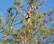 Pinus remorata, Santa Cruz Island Bishop Pine, or Pinus muricata, is a closed-cone pine.  - grid24_24