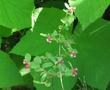 Symphoricarpos mollis, Southern California Snowberry flowers - grid24_3