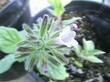 Draperia systyla Weird Flower - grid24_3