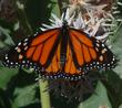 Monarch Butterfly, Danaus plexippus  on a Showy Milkweed flower - grid24_3