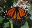 Monarch Butterfly, Danaus plexippus  on a Showy Milkweed flower - grid24_24
