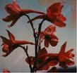 Here is a closeup photo of the red flowers of Delphinium cardinale, Scarlet Larkspur. - grid24_24