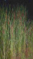 Typha domingensis,  Southern Cat-Tail in a flash - grid24_3