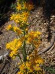 Solidago confinis Yellow Butterfly Weed - grid24_3