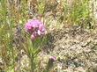 Orthocarpus exserta Owl's Clover - grid24_3