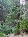 Torreya californica California Nutmeg in the Sierra forest. - grid24_24