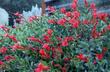 Zauschneria septentrionalis, Mattole River - grid24_3