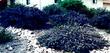 Wow, this is an old picture of Ceanothus Mill's Glory in hot full sun. - grid24_3
