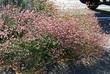 Rosy or Red Buckwheat, Eriogonum grande rubescens, used on the edge of a parking lot in San Luis Obispo. - grid24_3