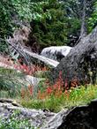 Penstemon rostriflorus (Bridge penstemon) in the Sierras - grid24_3