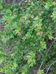 Vaccinium ovatum,  Huckleberry leaves - grid24_3
