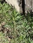 Artemisia douglasiana Mugwort - grid24_3