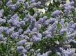 Remote Blue Ceanothus has sky blue flowers(yes the sky looks like that) - grid24_3