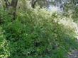 Here Keckiella cordifolia, Heart Leaf Penstemon, is growing under a Quercus agrifolia, mixed in with Toxicodendron diversilobum.  - grid24_3
