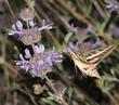 White-lined Sphinx moth, Hiles lineata on a Salvia Pozo Blue - grid24_24