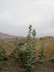 Asclepias erosa Desert Milkweed out in the desert - grid24_3