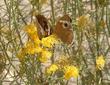 Buckeye butterflies enjoying the flower nectar of Chrysothamnus nauseosus, Rabbitbrush. - grid24_3