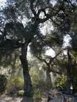 Quercus agrifolia, Coast Live Oak in the fog. - grid24_3