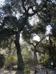 Quercus agrifolia, Coast Live Oak in the fog. - grid24_24