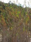 Mule fat, Baccharis_viminea

 - grid24_3