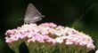 Achillea millefolium rosea Island Pink Pink Yarrow with a Hair Streak Butterfly - grid24_3