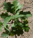 Garry Oak , also known as Oregon White Oak or Oregon Oak, Quercus garryana - grid24_3