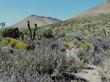 Salvia dorrii, Desert sage, with Yucca brevifolia along the edge of the  Mojave desert. - grid24_3