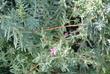 Frankenia grandiflora, Alkali Heath - grid24_24