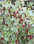 Ribes roezlii,  Sierra Gooseberry flowers. - grid24_3