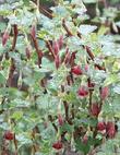 Ribes roezlii,  Sierra Gooseberry flowers. - grid24_24