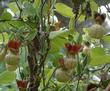 Aristolochia californica, California Pipevine, is the larval food plant for the Pipevine Swallowtail. - grid24_3
