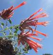 Here is a side view of some of the flowers of Monardella macrantha, Red Monardella. - grid24_3