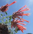 Here is a side view of some of the flowers of Monardella macrantha, Red Monardella. - grid24_24