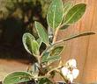 Arctostaphylos rudis, Shagbark manzanita leaves and flowers. - grid24_3