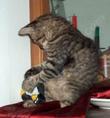 Nini cat on a good day. - grid24_3