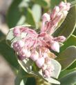 Arctostaphylos pringlei drupacea, Idyllwild Manzanita or Pinkbract Manzanita flowers - grid24_3
