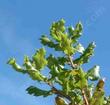 Quercus durata, Leather Oak leaves have their tips rolled under. - grid24_3