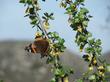 Ribes quercetorum, Oak Gooseberry, in flower, being visited by a Painted Lady butterfly.  - grid24_24