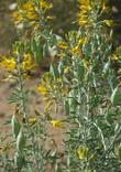 Isomeris arborea, Bladderpod, with its pretty yellow flowers, and strange-shaped fruits, sticks out in a garden, and is at its optimum, in dry, sunny, winter-cool, summer-hot  areas.  - grid24_24