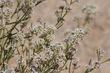 Lepidium fremontii, Desert Alyssum - grid24_24