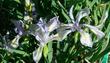 Iris longipetala, Long-Petaled Iris, has pale blue flowers that remind me of the sky above the sea. - grid24_3
