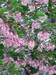 Arctostaphylos standfordiana bakeri, Louis Edmunds Manzanita flowers - grid24_3