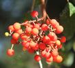 The red fruits of Arbutus menziesii, Madrone, with the leaves in the background.  - grid24_3