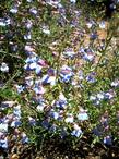 Old photo of Penstemon incertus, Western Desert Penstemon - grid24_3