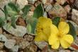 Oenothera cheiranthifolia suffruticosa Beach Evening Primrose - grid24_24