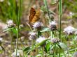 Monardella odoratissima, Western Pennyroyal, grows in the mountains of California.  - grid24_3